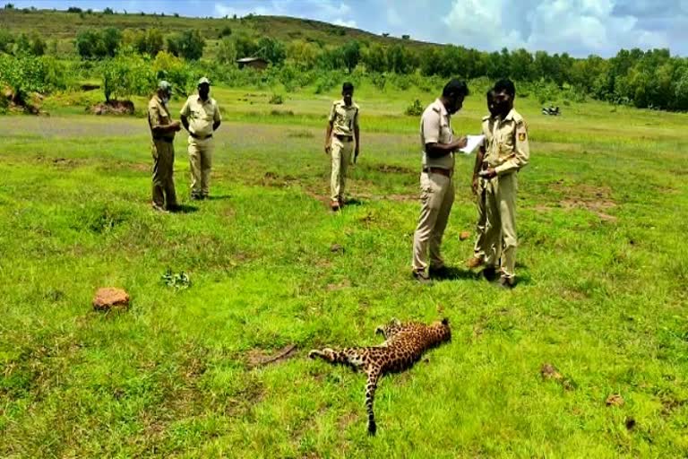 leopards-dead-body-found-at-bhatkala