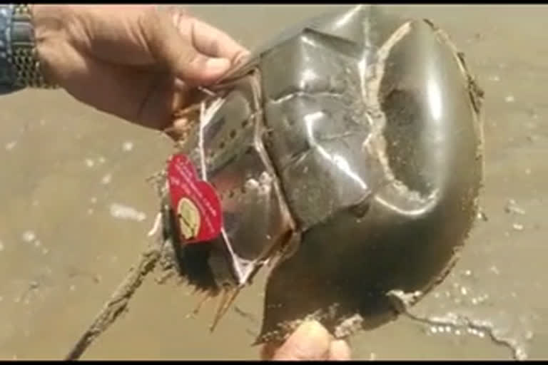 Horseshoe crab tied rakhi in the eve of Rakhsha Bandhan