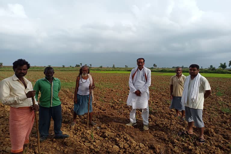 paddy crop towards ruin