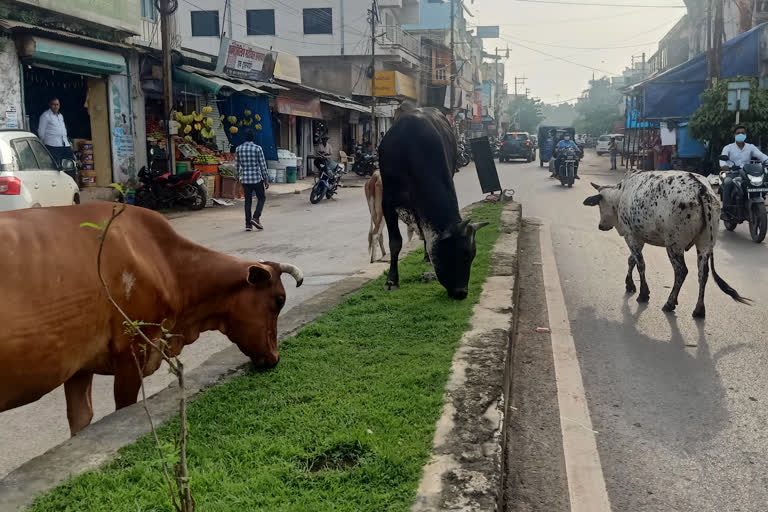 roka cheka abhiyan dies in Chhattisgarh reason for the accident of stray cattle on the roads