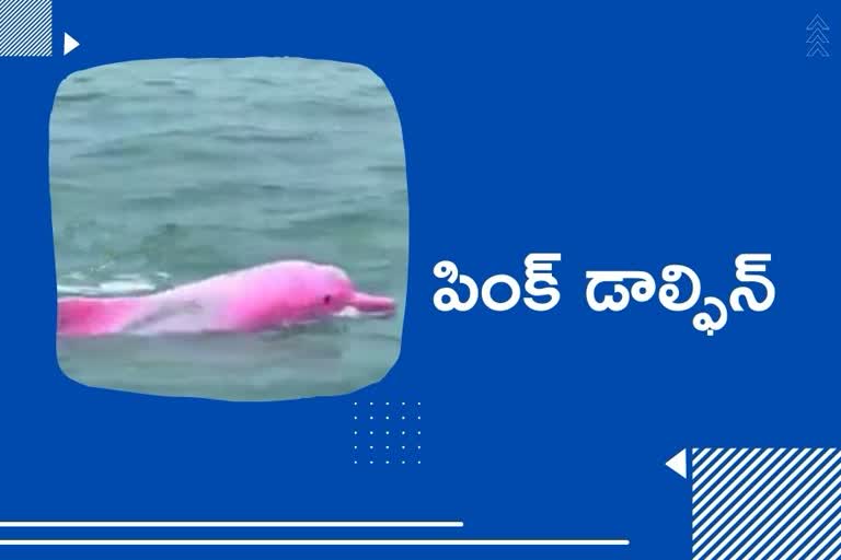 Have you ever seen a Pink Dolphin? WATCH This viral video