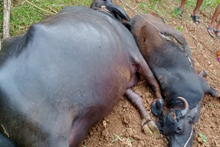 ಎಮ್ಮೆ