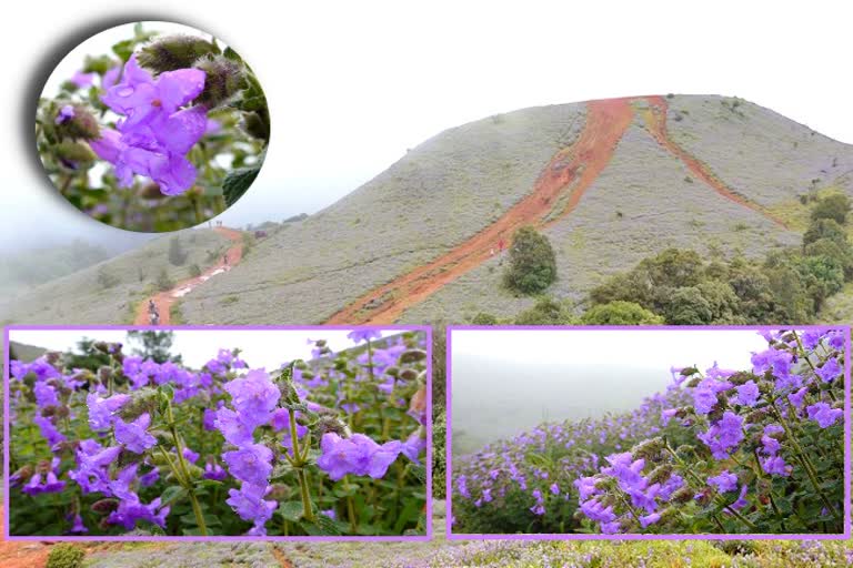 leela-kurunji-blooming-in-the-wide-range-hill-of-madikeri