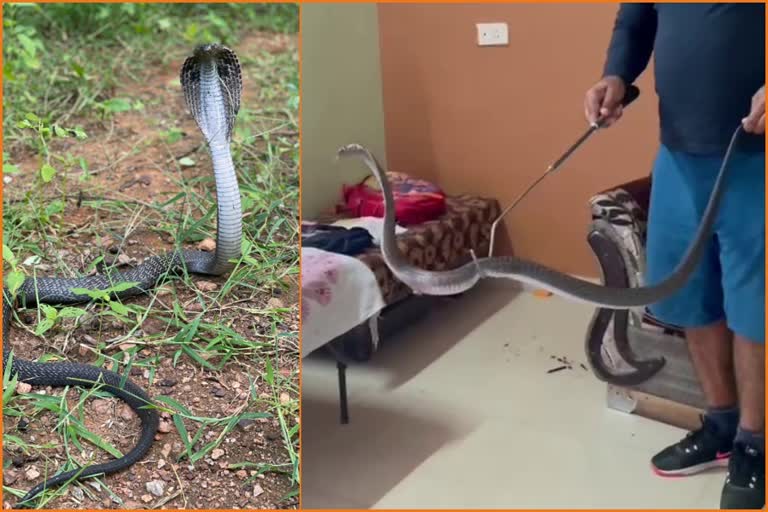 cobra-snake-found-in-house-in-gurugram-haryana