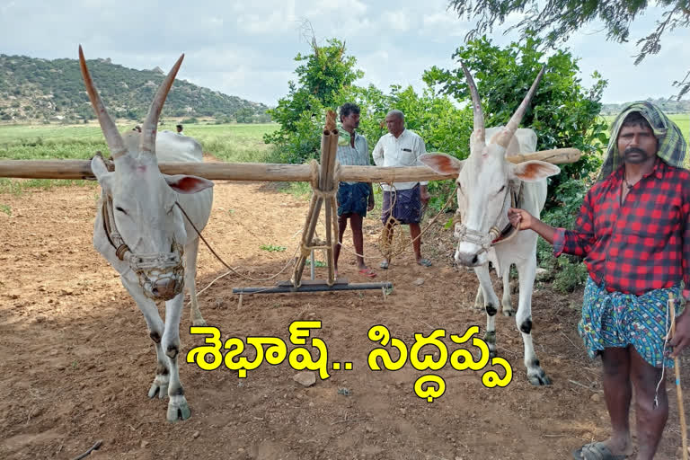 Young farmer intercropping, compliments to young farmer