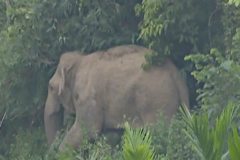 wild-elephant-in-public-areas-leaving-forests-in-samguri