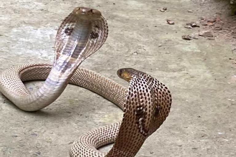 Snakebite cases increased after floods and waterlogging in Muzaffarpur