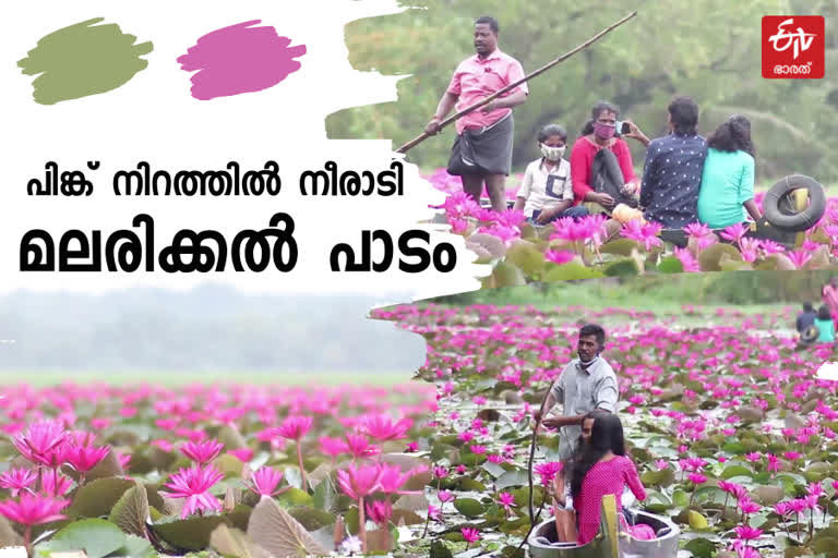 കോട്ടയം മലരിക്കൽ ആമ്പൽ ഫെസ്റ്റ് വാർത്ത  water lilies malarikkal hamlet news latest  water lilies kottayam news  malarikkal field ambal spring news  tourists water lillies kerala news  kerala tourism kottayam water lilly news latest  save the date photoshoot water lilies news  save the date photoshoot malarikkal kottayam news  ആമ്പല്‍പൂക്കൾ മലരിക്കല്‍ പാടം വാർത്ത  മലരിക്കല്‍ പാടം ഫോട്ടോഷൂട്ട് വാർത്ത  മലരിക്കല്‍ പാടം ആമ്പൽ വസന്തം വാർത്ത  കോട്ടയം സേവ് ദി ഡേറ്റ് ആമ്പൽപ്പാടം വാർത്ത  പിങ്ക് വസന്തം മലരിക്കൽ വാർത്ത  ടൂറിസം കേരള കോട്ടയം മലരിക്കൽ വാർത്ത  മലരിക്കൽ വാർത്ത  malarikkal news latest  ആമ്പൽ ഫെസ്റ്റ് കേരളം വാർത്ത  ambal fest news