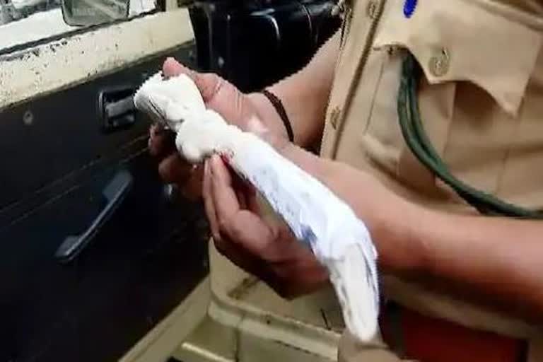 Forest Department  The excise seized Deer horn from the drug gang  ലഹരിമരുന്ന് സംഘത്തില്‍ നിന്നും എക്‌സൈസ് പിടിച്ചെടുത്ത മാന്‍കൊമ്പ്  വനം വകുപ്പ് കസ്റ്റഡിയില്‍ വാങ്ങി  വനം വകുപ്പ്  എറണാകുളം വാര്‍ത്ത  eranakulam news  ലഹരിമരുന്ന് സംഘത്തില്‍ നിന്നും പിടിച്ച മാന്‍കൊമ്പ്  എക്‌സൈസില്‍ നിന്നും കസ്റ്റഡിയില്‍ വാങ്ങി വനം വകുപ്പ്