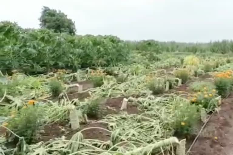 Slaughter of papaya trees in Borad Area
