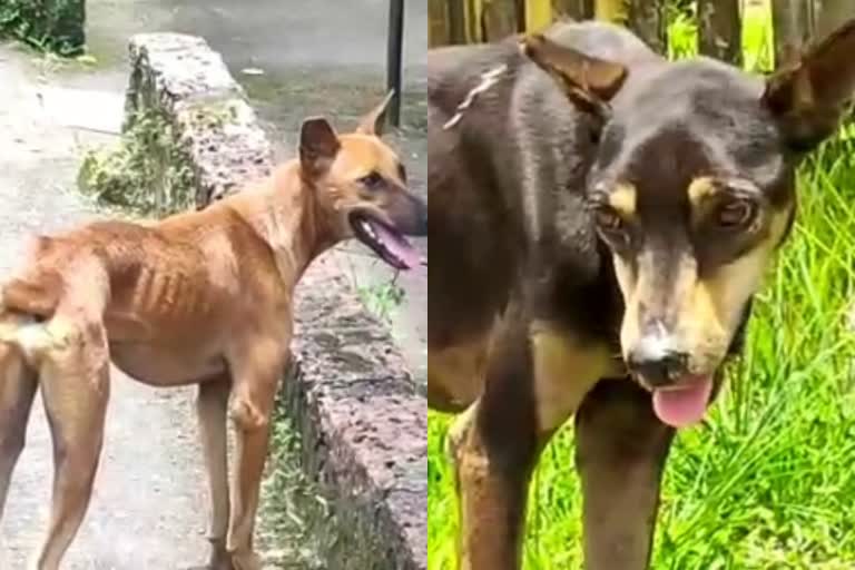 Rare disease  stray dogs  Parassinikkadavu  veterinary doctor  vaccination for pet dogs  പറശ്ശിനിക്കടവ്  തെരുവുനായ  അപൂർവ രോഗം  കനൈൻ ഡിസ്റ്റംപർ  നായ് പൊങ്ങൻ  Canine Distemper