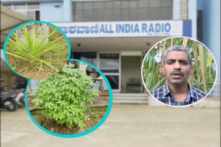 radio-station-employee-setup-medic-plant-in-his-free-time