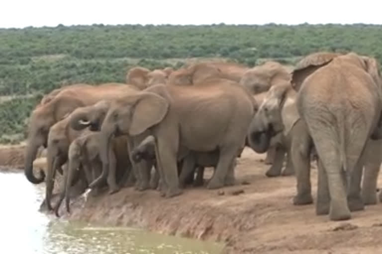 Herd of wild elephants crushed to death three members