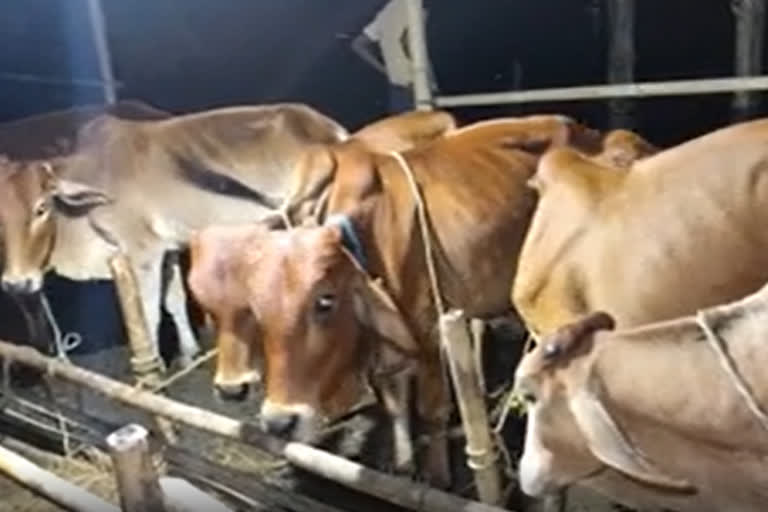 CATTLE SMUGGLING AT BILASHIPARA