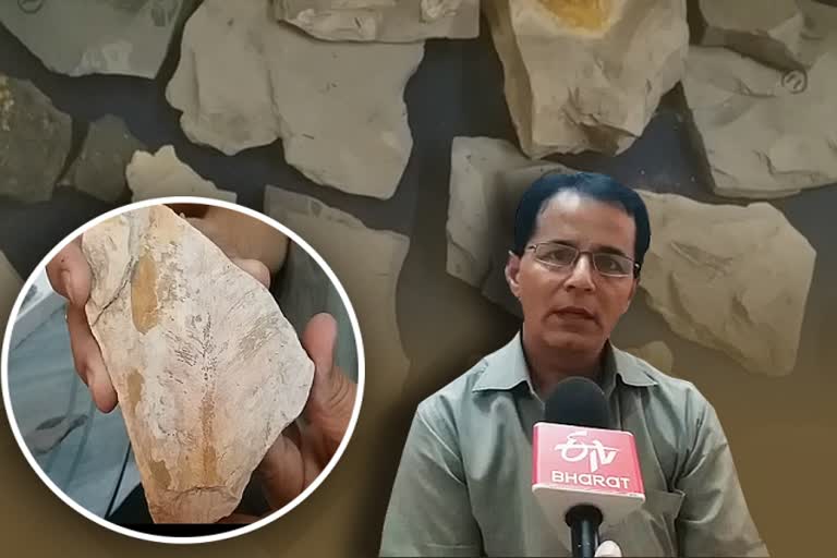 passion for collecting wood fossils, Bikaner News