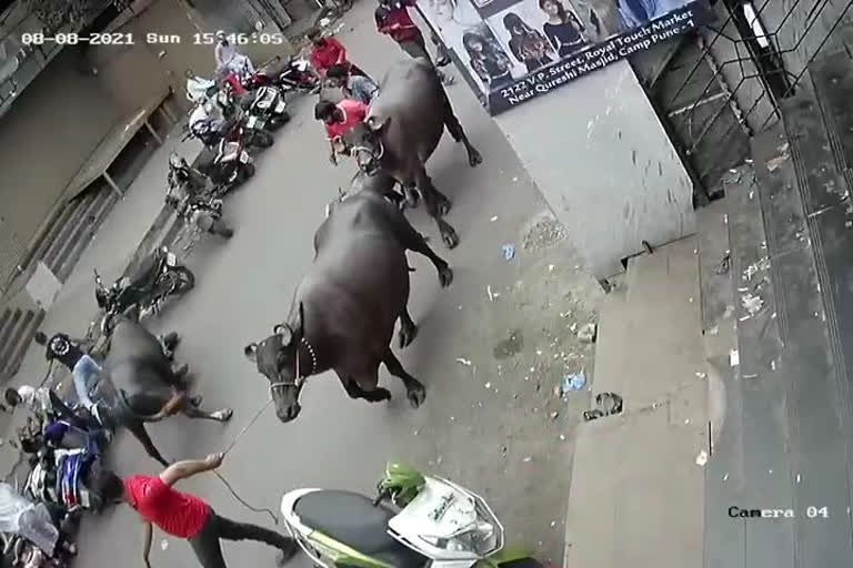 pune buffalo