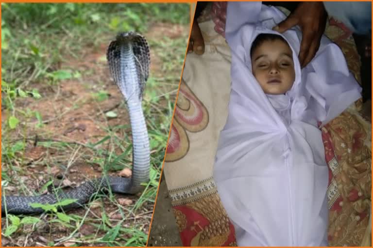 Kurukshetra child death snake bite