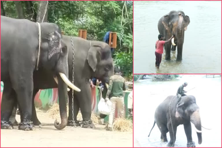 elephants-preparing-for-dussehra-in-dubare