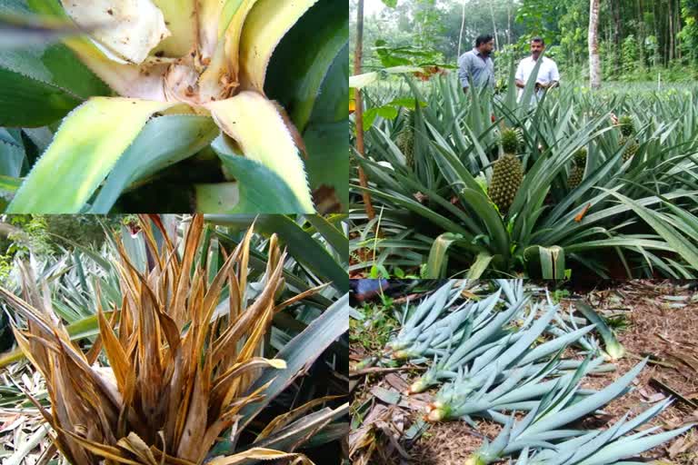 Pineapple farming in crisis  Pineapple farming  Pineapple cultivation in crisis  Pineapple cultivation  പൈനാപ്പിൾ കൃഷി  പൈനാപ്പിൾ കൃഷി പ്രതിസന്ധിയിൽ  പൈനാപ്പിൾ കർഷകർക്ക് ഭീഷണി  പൈനാപ്പിൾ കർഷകർക്ക് ഭീഷണിയായി അന്തക വിത്ത്