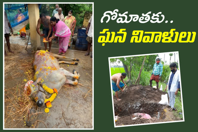 Funeral for Cow