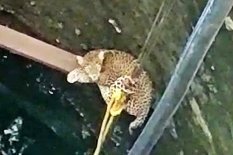 Leopard rescued from well in Maharashtra's Nashik