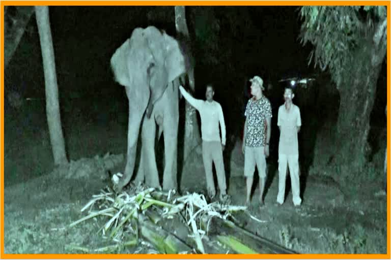 Forest department takes special steps to prevent wild elephant attacks