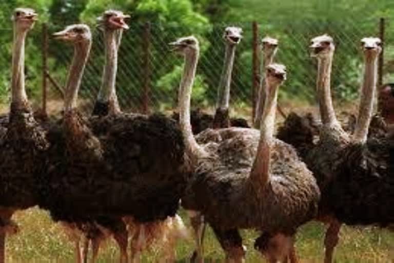 covai-emu-farm-issue-judgement