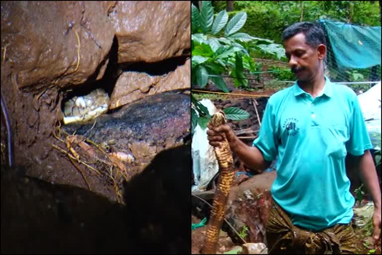 king kobra news  king kobra kothamangalam news  forest department news  forest department caught king cobra news  king kobra caught news  king kobra captured news  king kobra kuttampuzha news  king kobra  kothamangalam  kochi  രാജ വെമ്പാല  രാജ വെമ്പാല പിടികൂടി വാര്‍ത്ത  രാജവെമ്പാല വാര്‍ത്ത  രാജവെമ്പാല കോതമംഗലം വാര്‍ത്ത  രാജവെമ്പാല കുട്ടമ്പുഴ വാര്‍ത്ത  രാജവെമ്പാല വനപാലകര്‍ വാര്‍ത്ത  രാജവെമ്പാല കോഴിക്കൂട് വാര്‍ത്ത  കോതമംഗലം വാര്‍ത്ത