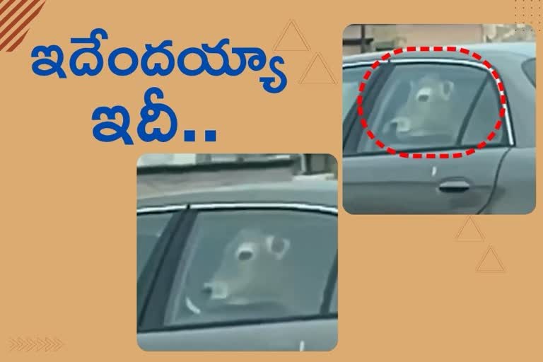 కారెక్కిన ఆవు