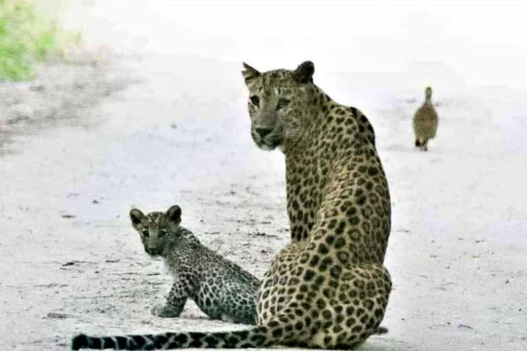 Flora with her cubs