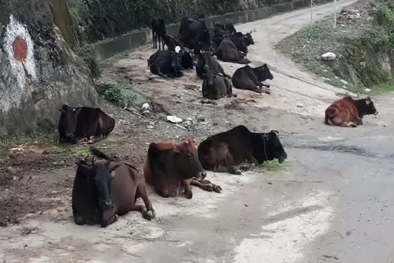 Death of cattle due to FMD