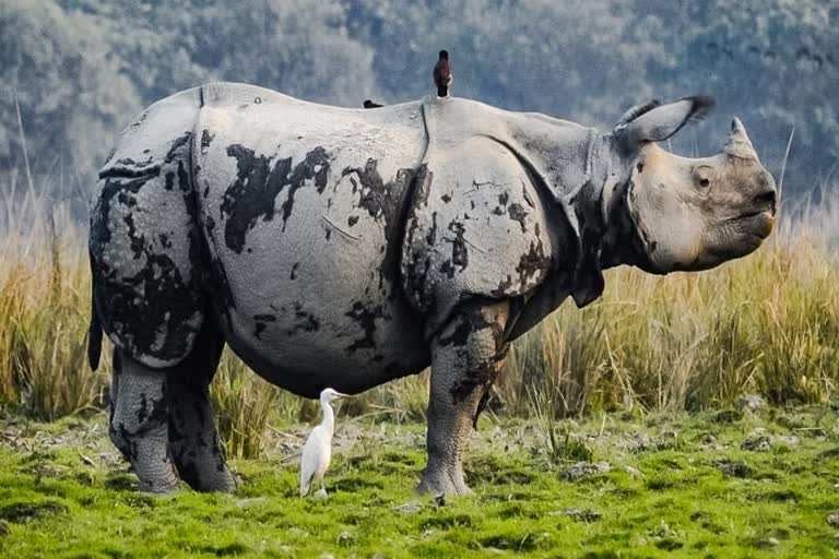 public hearing on rhino horn dispose