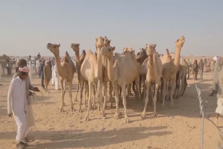 Camel beauty pageant held in Yemen's desert