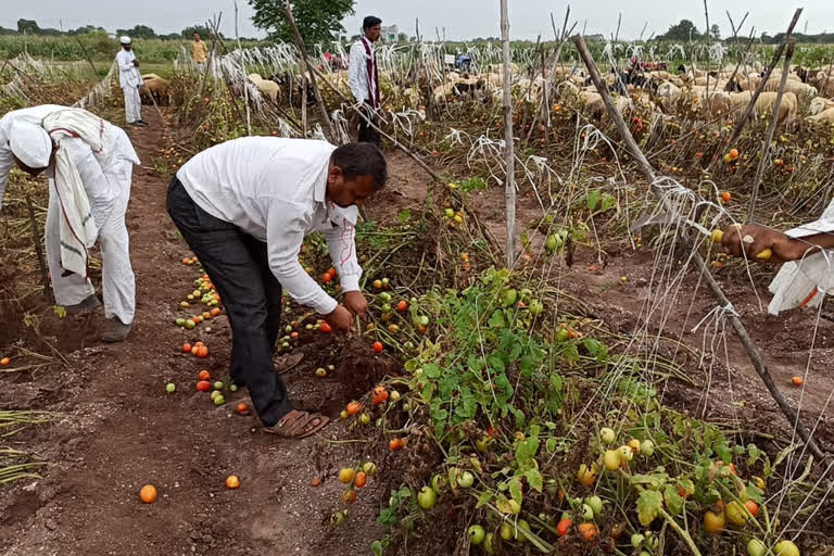 टोमॅटोच्या उभ्या पिकात चरण्यासाठी सोडल्या मेंढ्या