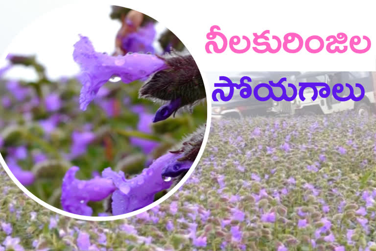 neelakurinji flower