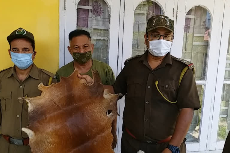 tezpur man arrested for illegal possession of barking deer skin