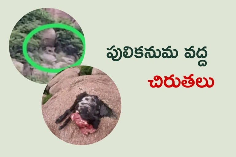 పులికనుమ ప్రాజెక్టు కొండల్లో చిరుత పులుల కలకలం