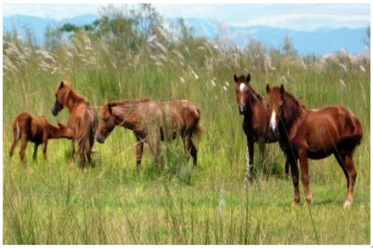 Three forest domestic horses Dead for flood