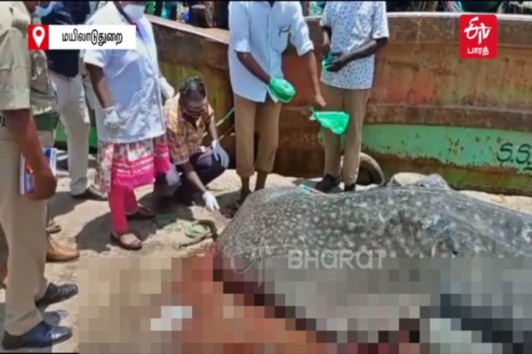 palaiyar fishing harbour  shark founded dead near palaiyar fishing harbour  shark founded dead  இறந்த நிலையில் கரை ஒதுங்கிய திமிங்கல சுறா  திமிங்கல சுறா  பழையாறு துறைமுகம்  பழையாறு துறைமுகத்தில் இறந்த நிலையில் கரை ஒதுங்கிய திமிங்கல சுறா