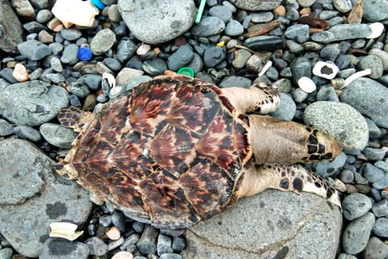 urtle-dead-body