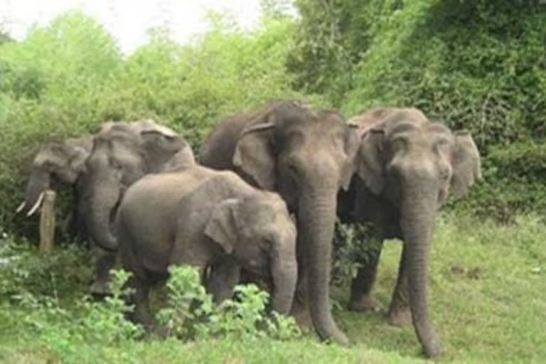 seven elephants reached kandabadi