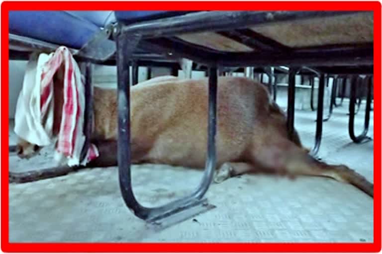 injured deer recovered in 9th Assam Battalion bus