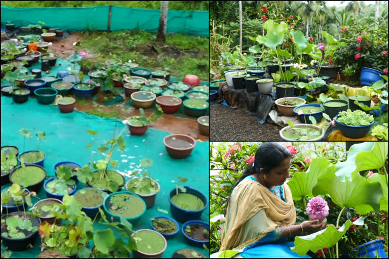 പറമ്പിലും താമരക്കൃഷി  താമരക്കൃഷി വാർത്ത  40 ഇനം ഹൈബ്രിഡ് താമര കൃഷി  40 ഇനം ഹൈബ്രിഡ് താമരകൾ കൃഷി ചെയ്‌ത് പ്രവിത  ഹൈബ്രിഡ് താമരക്കൃഷി  Nelumbo nucifera cultivation  Lilies in the fields  40 Nelumbo nucifera cultivation