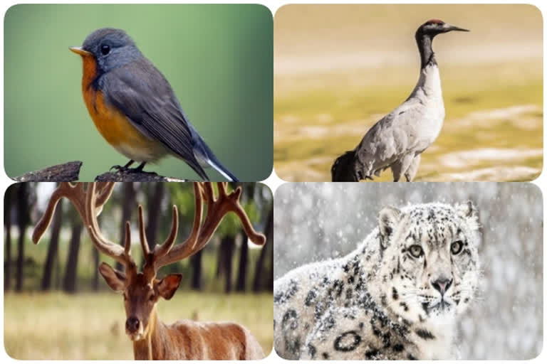 Ladakh declares it's state bird and animal;