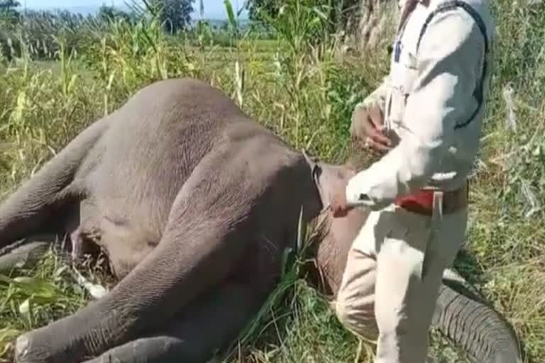 2 elephants died in 1 week