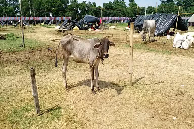 भागलपुर में पशुपालक परेशान