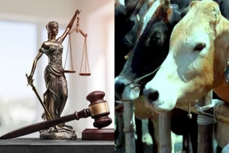 allahabad-high-court-suggest-to-declare-cow-as-national-animal