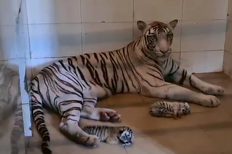 White tigress gave birth to two cubs