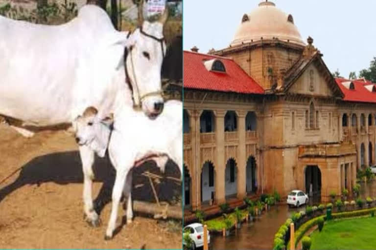 গোরু হোক জাতীয় পশু, পরামর্শ এলাহাবাদ হাইকোর্টের