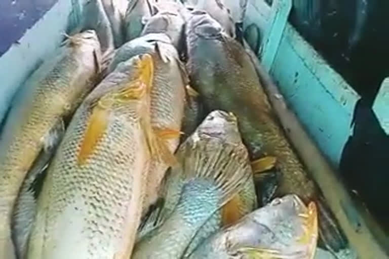 Fisherman from palghar caught 150 ghol fish earns crores